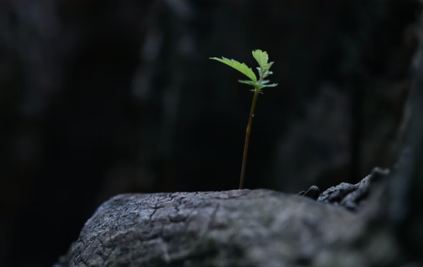 Power of Prayer: Our Hope In The Midst of Suffering.